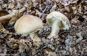 Attēlu rezultāti vaicājumam “Lycogala asperum”