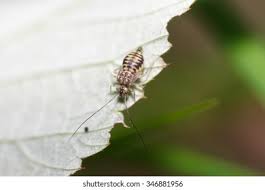 Attēlu rezultāti vaicājumam “Psococerastis gibbosa”