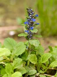 Image result for Ajuga reptans
