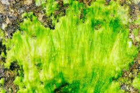 Attēlu rezultāti vaicājumam “Chlorophyta”