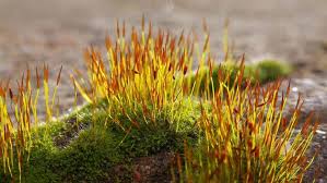 Attēlu rezultāti vaicājumam “Ceratodon purpureus sporophyte”
