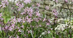 Attēlu rezultāti vaicājumam “Lychnis flos-cuculi flower”