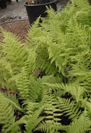 Attēlu rezultāti vaicājumam “Athyrium filix-femina”