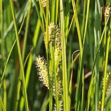 Attēlu rezultāti vaicājumam “Carex lasiocarpa male flower”