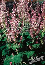 Image result for Salvia sclarea