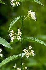 Attēlu rezultāti vaicājumam “Vincetoxicum hirundinaria fruit”