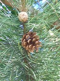 Attēlu rezultāti vaicājumam “Pinus sylvestris fruit”