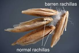 Attēlu rezultāti vaicājumam “Poa pratensis fruit”