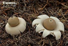 Attēlu rezultāti vaicājumam “Geastrum fimbriatum”