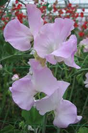 Image result for Lathyrus odoratus