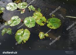 Attēlu rezultāti vaicājumam “Nymphaea candida leaf”