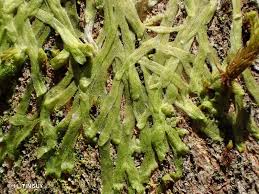 Attēlu rezultāti vaicājumam “Metzgeria furcata”