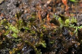 Attēlu rezultāti vaicājumam “Ptilidium pulcherrimum”