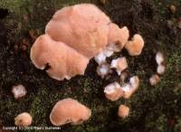 Attēlu rezultāti vaicājumam “Aleurodiscus amorphus”