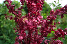 Image result for Atriplex hortensis