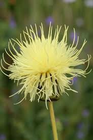 Image result for Flockenblume