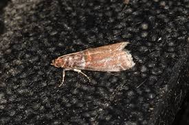 Attēlu rezultāti vaicājumam “Acrobasis advenella”