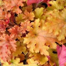 Image result for Heuchera `Swirling Fantasy`