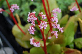 Attēlu rezultāti vaicājumam “Bergenia crassifolia”