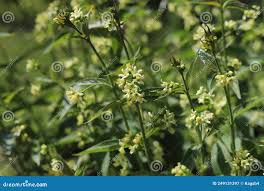 Attēlu rezultāti vaicājumam “Vincetoxicum hirundinaria”