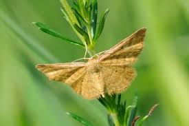 Attēlu rezultāti vaicājumam “Idaea serpentata”