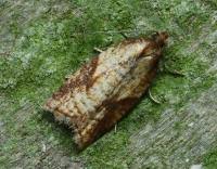 Attēlu rezultāti vaicājumam “Acleris aspersana”