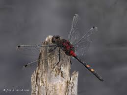 Attēlu rezultāti vaicājumam “Leucorrhinia dubia male”