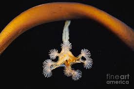 Attēlu rezultāti vaicājumam “Cribraria tenella stalked”