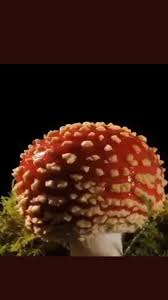 Attēlu rezultāti vaicājumam “Physarum viride var. aurantium”