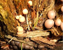 Attēlu rezultāti vaicājumam “Lycogala miserum macro”