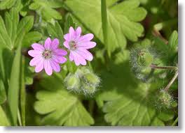 Attēlu rezultāti vaicājumam “Geranium molle flower”