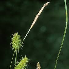 Attēlu rezultāti vaicājumam “Carex lepidocarpa leaf”