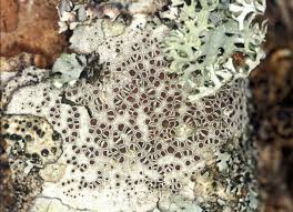 Attēlu rezultāti vaicājumam “Lecanora argentata”