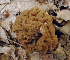 Attēlu rezultāti vaicājumam “Verpa bohemica”