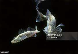 Image result for Sander lucioperca