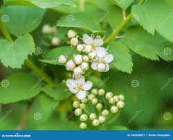 Attēlu rezultāti vaicājumam “Spiraea chamaedryfolia flower”