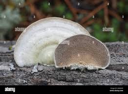 Attēlu rezultāti vaicājumam “Trametes hirsuta”