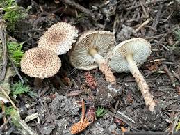 Attēlu rezultāti vaicājumam “Lepiota aspera”