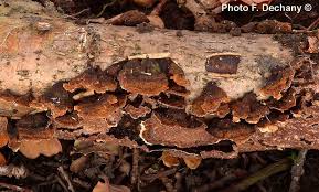 Attēlu rezultāti vaicājumam “Hymenochaete tabacina”
