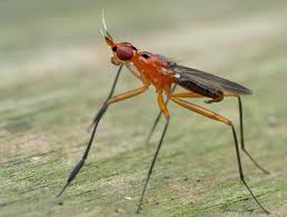 Attēlu rezultāti vaicājumam “Micropezidae”