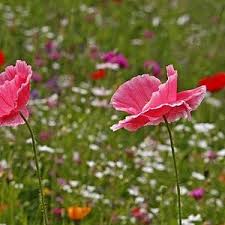 Image result for Papaver rhoeas