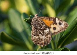 Attēlu rezultāti vaicājumam “Hipparchia semele”