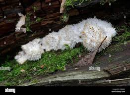 Attēlu rezultāti vaicājumam “Postia ptychogaster”