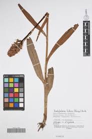 Attēlu rezultāti vaicājumam “Dactylorhiza majalis subsp. baltica”