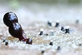 Attēlu rezultāti vaicājumam “Diderma subviridifuscum var. macrospora* young”