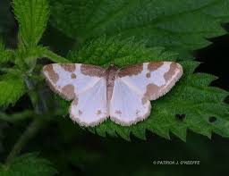 Attēlu rezultāti vaicājumam “Lomaspilis marginata”