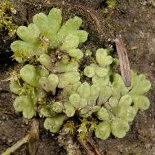 Attēlu rezultāti vaicājumam “Riccia canaliculata”