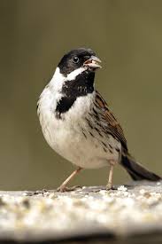 Attēlu rezultāti vaicājumam “Emberiza schoeniclus male”