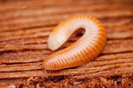 Attēlu rezultāti vaicājumam “Polyzonium germanicum”