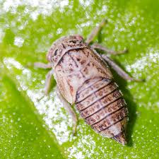 Attēlu rezultāti vaicājumam “Oncopsis sp.”